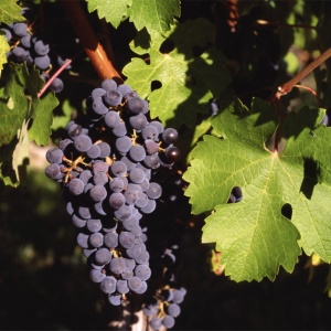 Vita de Vie Vitis Vinifera - Anul 2 - Ghiveci 2L - Aqua Flowers - Img 3