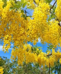 Wisteria Glicina Galbena - Yellow - Ghiveci 2L - Img 2