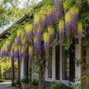 ⏰Precomanda | Livrare din 25.05 Wisteria Glicina - Multicolora Galben si Mov - Ghiveci 3L - 110 - 120 cm