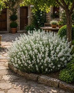 🤍 Lavandă Albă (Lavandula angustifolia Alba) La Ghiveci