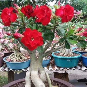 Adenium „Anouk Red” (Trandafirul Deșertului) – Ghiveci - Img 2