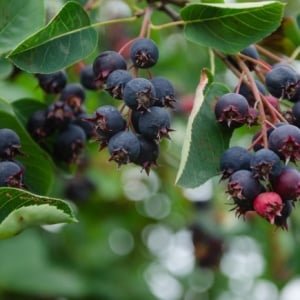 Afin Canadian Swidosliwa - Pomisor-Radacina Ambalata - H 50 - 60 cm-Anul 3 - Img 2