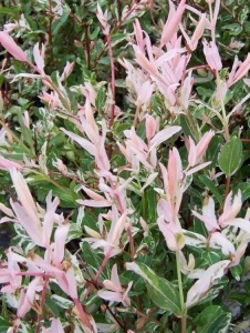 Arbore/arbust - Salcie Japoneză (Salix Hakuro) - inălțime la livrare 140cm-160cm - ghiveci - Aqua Flowers - Img 2