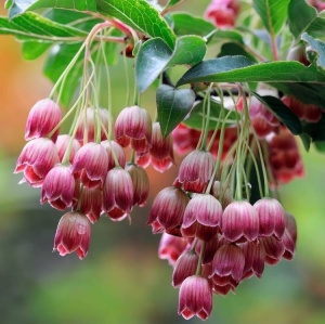 Arbust ornamental - Arbust cu clopotei - Enkianthus campanulatus