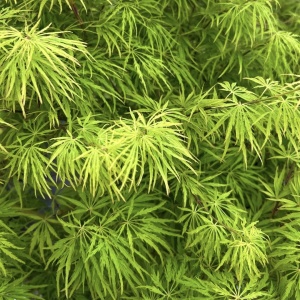 Arbust ornamental - Artar Japonez - Emerald Lace – Ghiveci 2L - Img 2