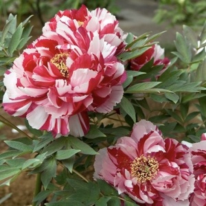 Arbust ornamental - Bujor arbustiv Dao Jin - ghiveci 3L - Img 1