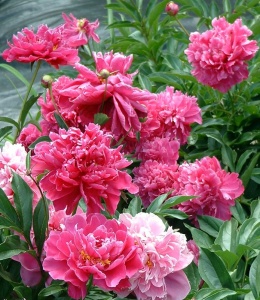 Arbust ornamental - Bujor arbustiv Dao Jin - ghiveci 3L - Img 3