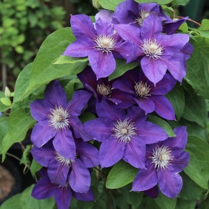 Arbust ornamental - Clematis - President - Ghiveci 2L
