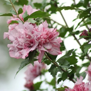 Arbust ornamental - Hibiscus Syriacus Dublu - Adonis - Img 3