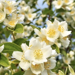 Arbust ornamental - Iasomie de grădină - Philadelphus Lemoniei -ghiveci 2l - Img 2