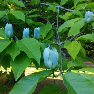 Arbust ornamental - Magnolia Blue Opal - Ghiveci - Aqua Flowers - Img 2