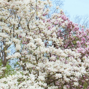 Arbust ornamental - Magnolia Soulangeana Alba Superba - Ghiveci - Img 3