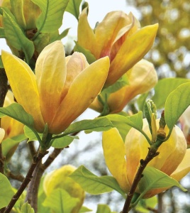 Arbust ornamental - Magnolia Sunsation - Ghiveci - Img 1