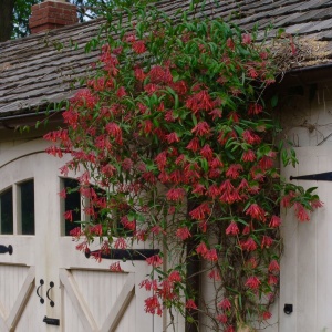 Arbust ornamental - Mâna Maicii Domnului / Caprifoi Lonicera Scarlet – Ghiveci - Aqua Flowers - Img 2