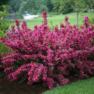 Arbust ornamental - Weigela - Pink - Img 2