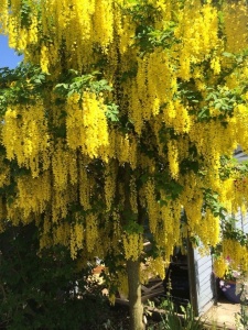 Arbust ornamental - Wisteria Galbenă - Yeloow - Ghiveci 2L - Img 3