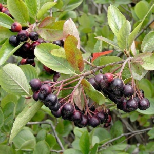 Aronia Melanocarpa Viking - Radacina Ambalata - Anul 2