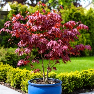 Artar Japonez Rosu Acer Atropurpureum - Ghiveci - H 30 - 40 cm - Img 2