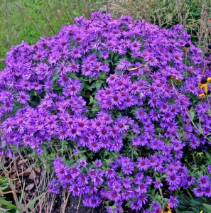 Aster - Purple Dome – Pachet 1 Rădăcină - Aqua Flowers - Img 2