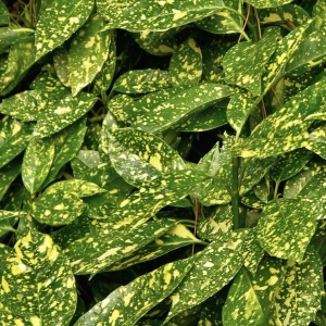 Aucuba Japonica – Pomul de Aur - Ghiveci 2 L - Img 3