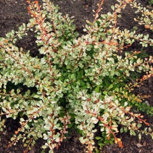 Berberis Natazsa – Ghiveci 2L - Img 2