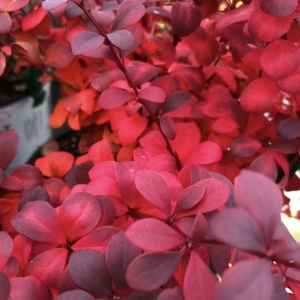 Berberis Ruby Star – Ghiveci P9 – Ghiveci