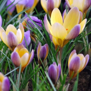 Branduse - Crocus - Advance Pachet 5 Bulbi - Img 2