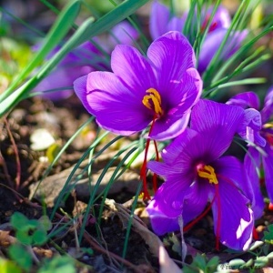 Branduse - Crocus - Sofran Crocus sativus Pachet 10 Bulbi - Img 3