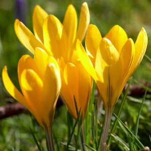 Branduse - Crocus - Yellow Pachet 5 Bulbi