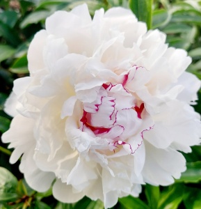 Bujor - Festiva Maxima – Pachet 1 Rizom