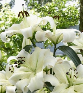 Bulb Crin Pretty Woman – Pachet 1 Bulb - Aqua Flowers