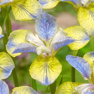 Bulb Iris sibirica – Lemon Blue Delight – Pachet: 1 bulb