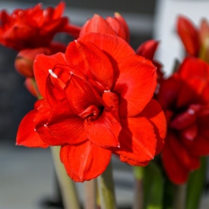 Bulbi Amaryllis Dublu - Double dragon - 1 bulb