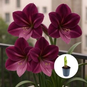 Bulbi Amaryllis Pathania Purple - Ghiveci