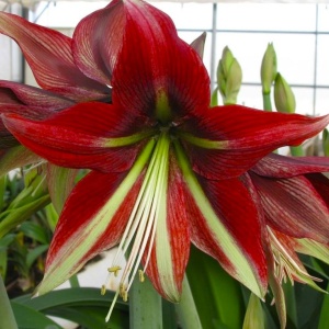 Bulbi Amaryllis - Ruby Star - 1 bulb