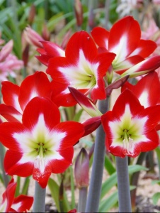Bulbi Amaryllis - Treasure Chic