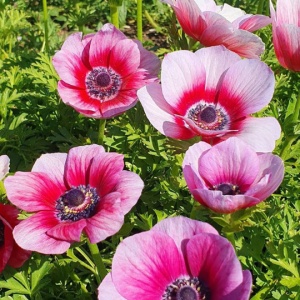 Bulbi Anemone Pink Duchese - Pachet 10 Bulbi - Img 2
