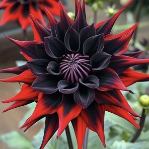 Bulbi Dalia Gigant Black Inferno - 1 Bucată (Rădăcină)