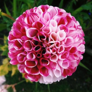 Bulbi Dalia Gigant Candy Swirl - 1 Bucată (Rădăcină)