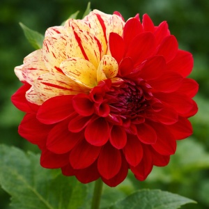 Bulbi Dalia Gigant Fire & Cream - 1 Bucată (Rădăcină)