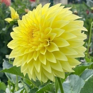 Bulbi Dalia Gigant Lemon Radiance - 1 Bucată (Rădăcină)