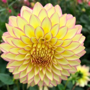 Bulbi Dalia Gigant Lemon Rose Edge - 1 Bucată (Rădăcină)