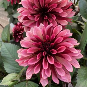 Bulbi Dalia Gigant Velvet Harmony – 1 Bucată (Rădăcină)