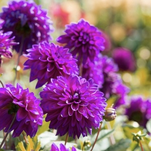 Bulbi Dalia - Purple Pitica - Pachet 1 bulb - Aqua Flowers - Img 3