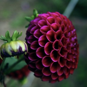 Bulbi Dalia - Rocco - Pachet 1 bulb - Aqua Flowers - Img 3