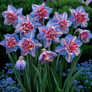 Bulbi de Narcise Duble Blue Ribbon - Pachet 3 Bulbi