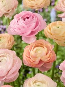 Bulbi de Ranunculus Pastel - Pachet 10 Bulbi