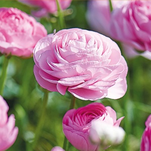 Bulbi de Ranunculus Soft Pink - Pachet 10 Bulbi