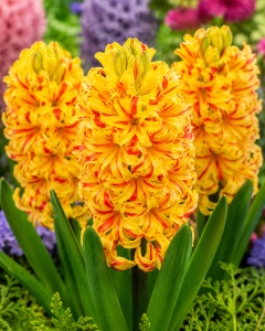 Bulbi de Zambile Golden Phoenix - Pachet 3 Bulbi