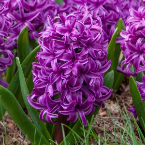Bulbi de Zambile Purple Star – Pachet 3 Bulbi